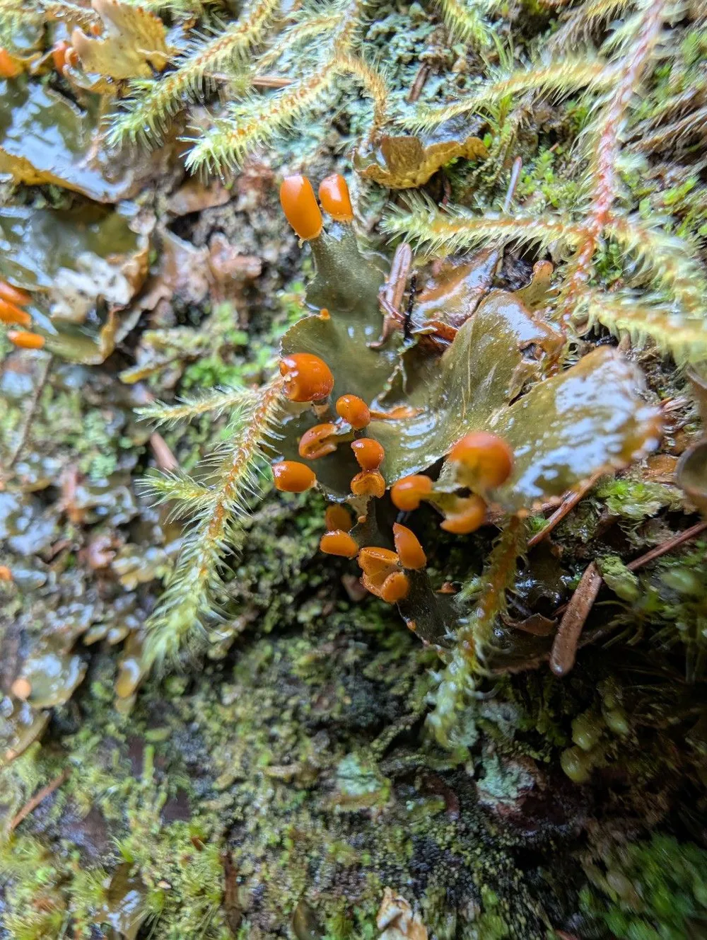 Moss and lichen in the forest